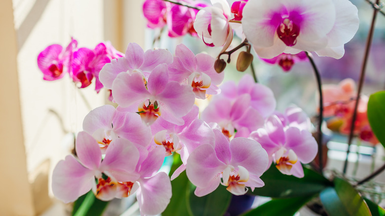 Blooming potted orchid