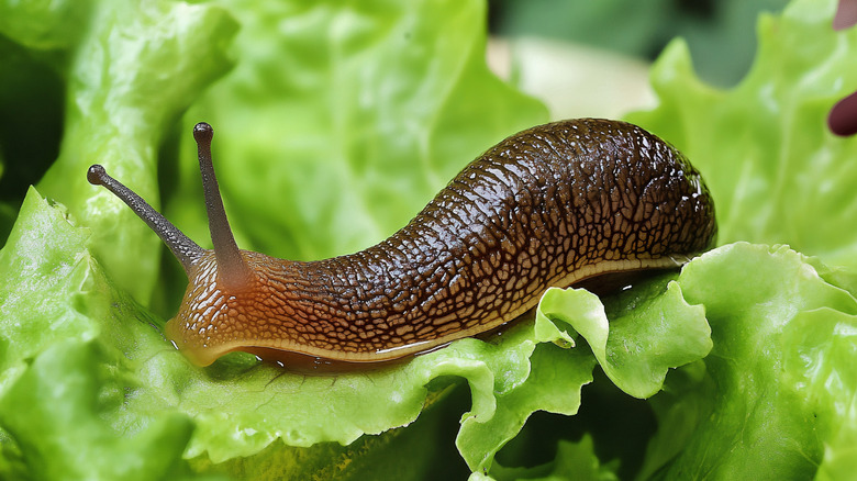 Brown garden slug with antenna on a green lettuce leaf.