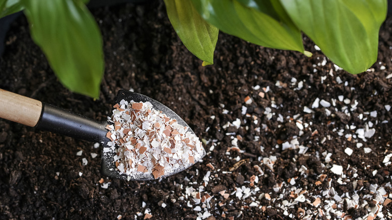 Shovel full of crushed eggshells poised above dirt with eggshells scattered on it.