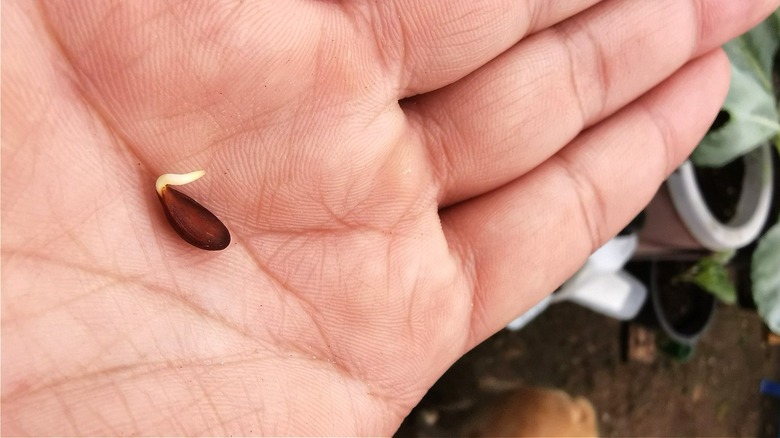 Germinated apple seed in hand