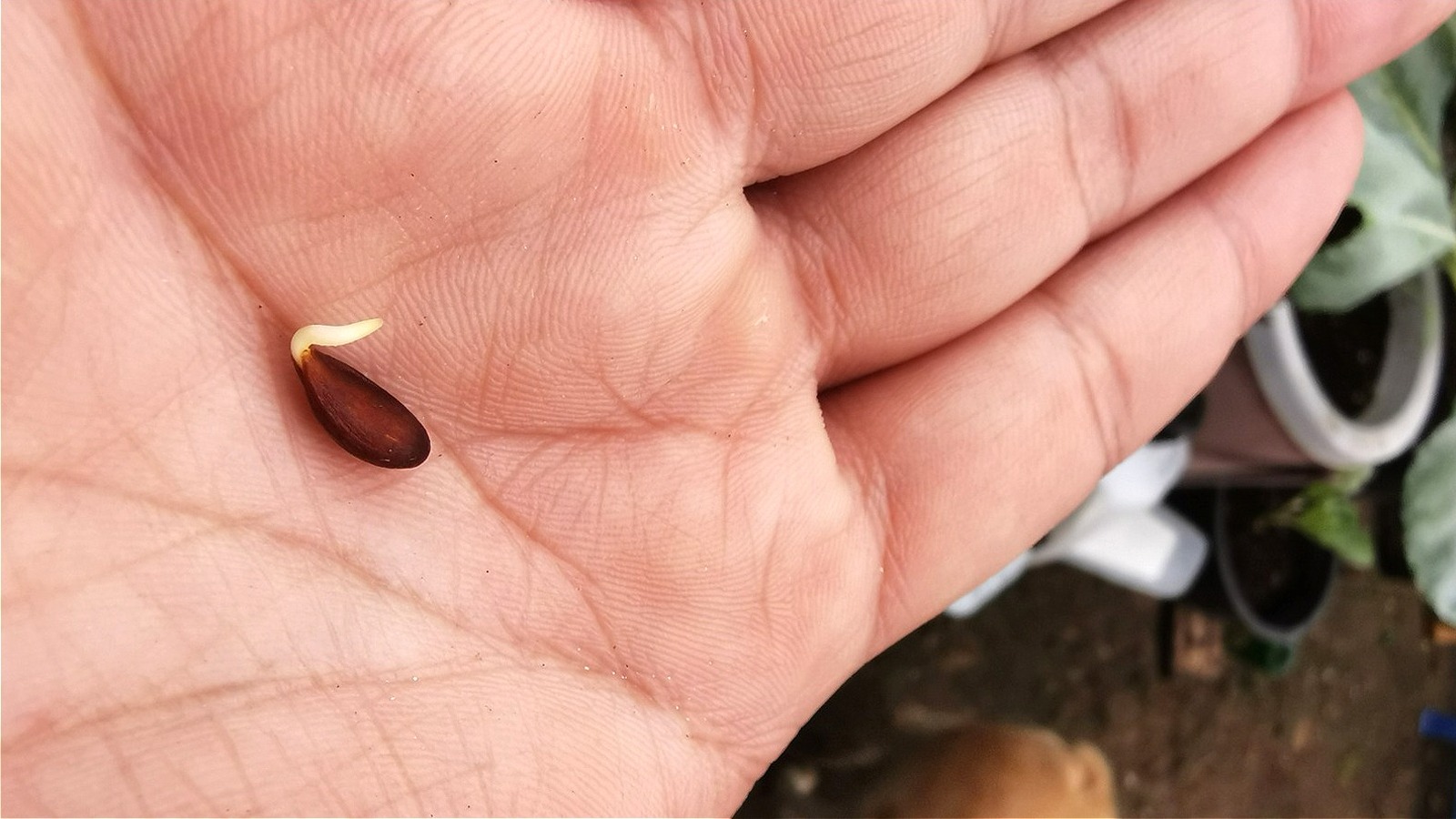 Do Fruit Tree Seeds Need A Chilling Period Before Germination?