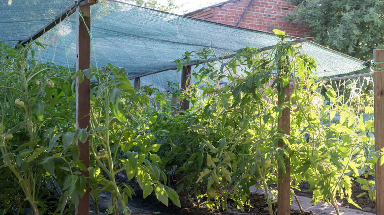 Rows of tomato plants under a blue shade cloth.