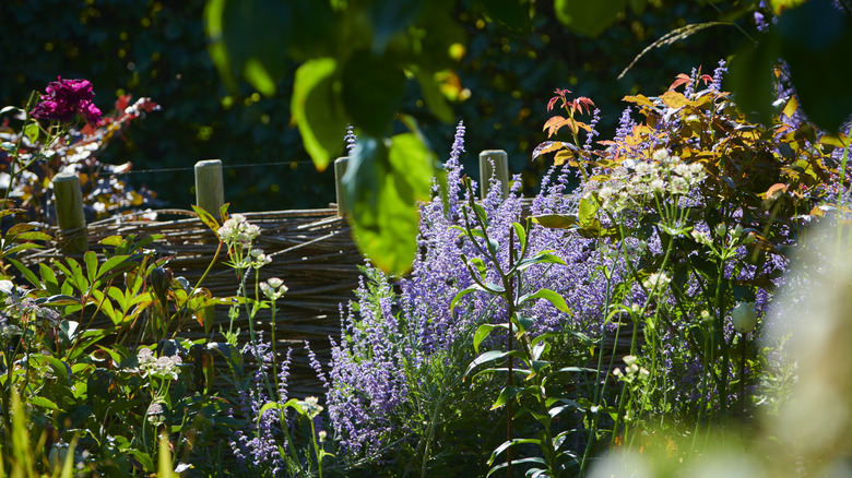 A flower garden in full sunlight conditions.