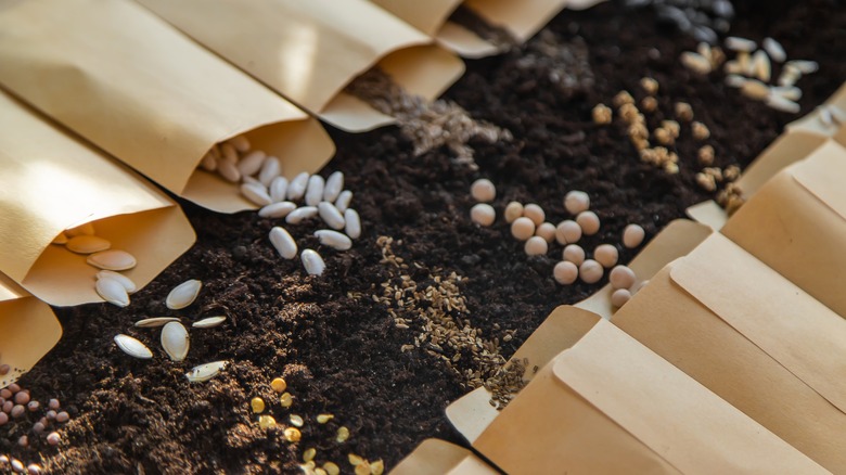packets of seeds on soil