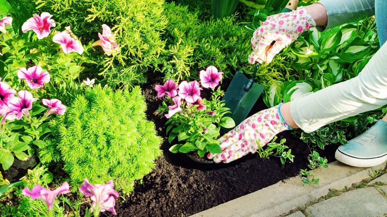 Purple flowers in garden