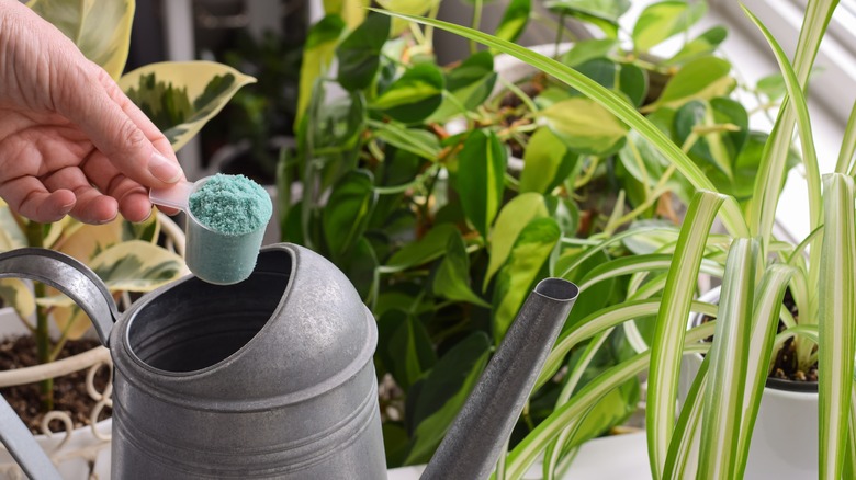 Hand adding powdered fertilizer to a watering can with plants in background