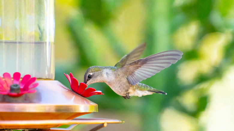 Hummingbird drinking nectar from a hanging feeder