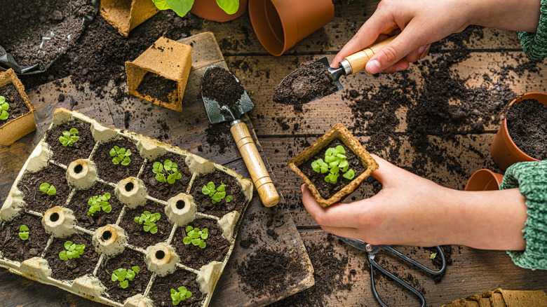 Hands holding seedlings