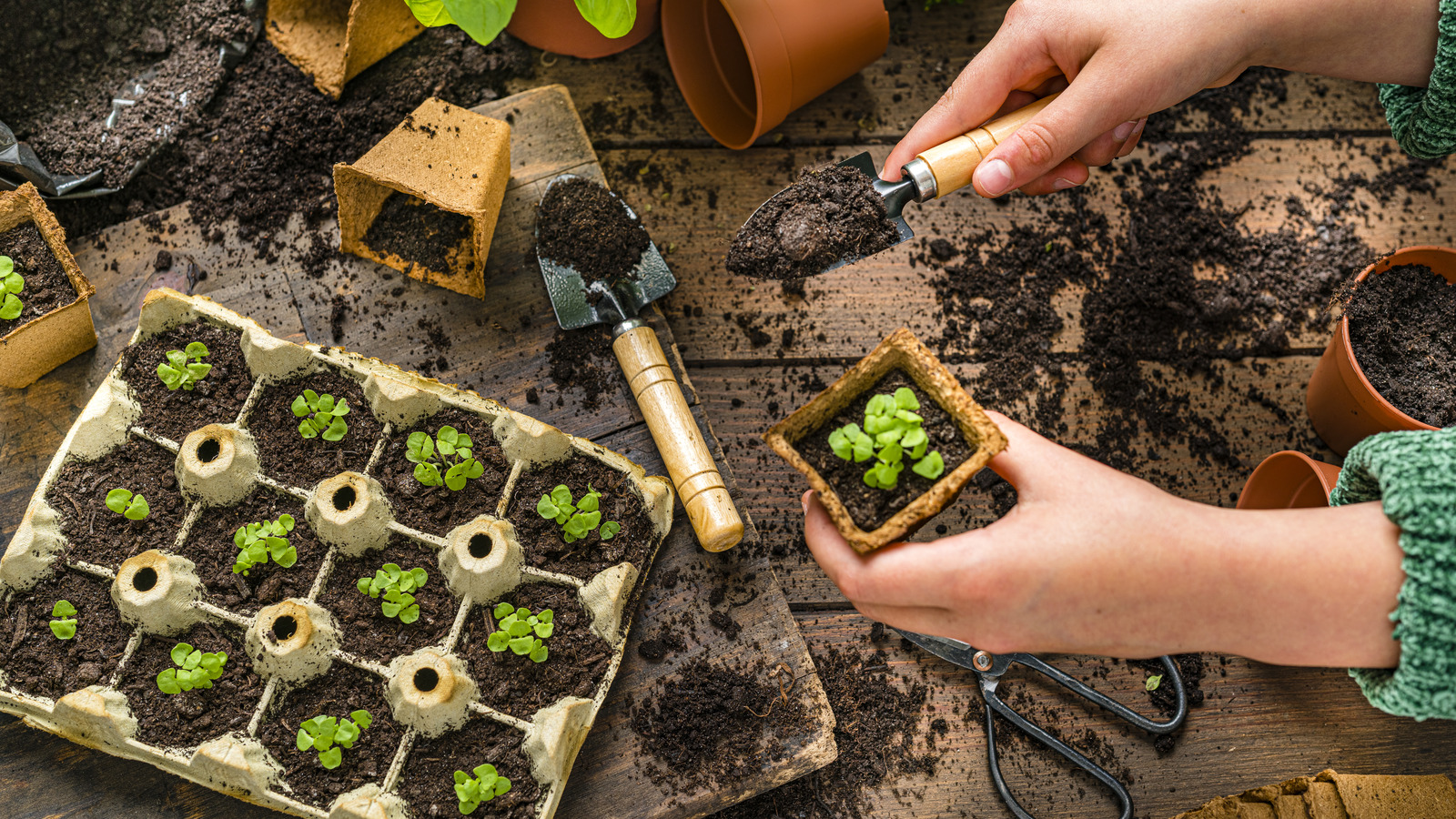 Do I Need To Cover My Seedlings After Planting?