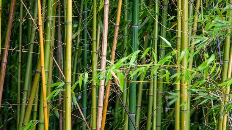 Bamboo shoots growing densely together