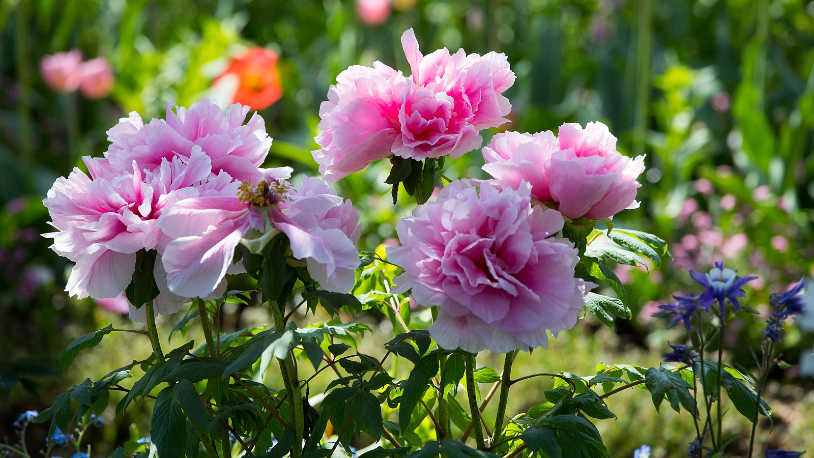 Do Peonies Need To Be Replaced? How Long Do They Live And Take To Flower