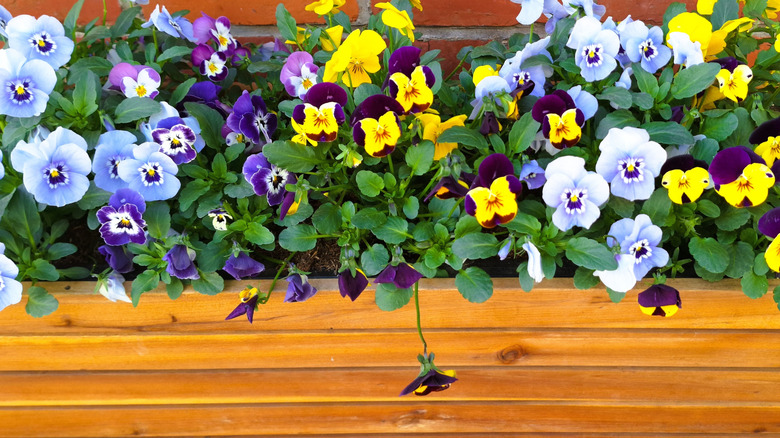 Healthy flowers growing in an outdoor bench