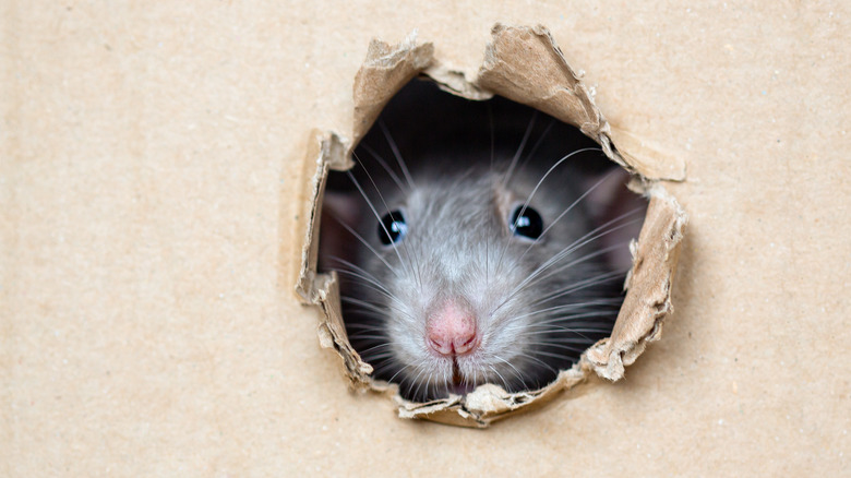 Mouse peeking out of hole