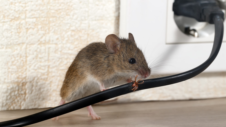 Mouse chewing a power cord 