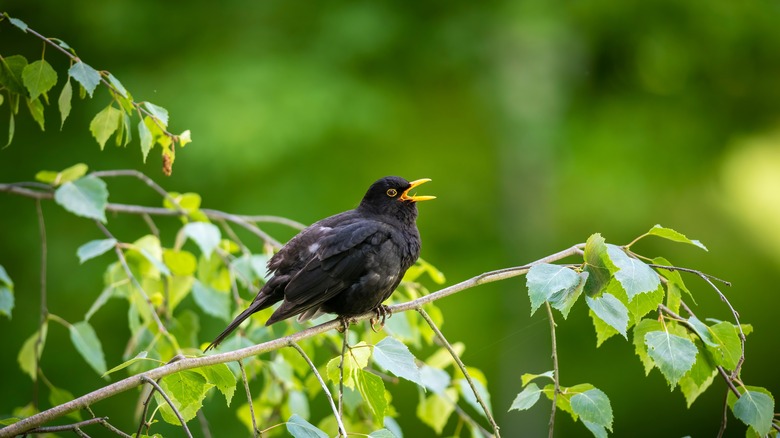 Blackbird singing in a tree