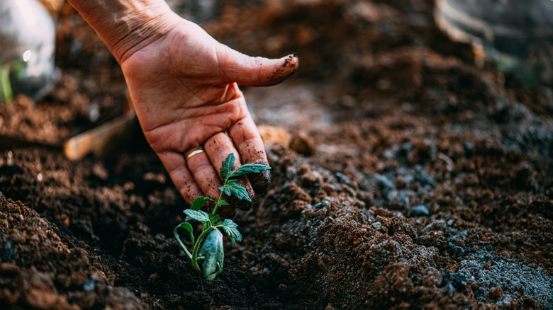 Female hand touching a tomato seedling planted outdoor