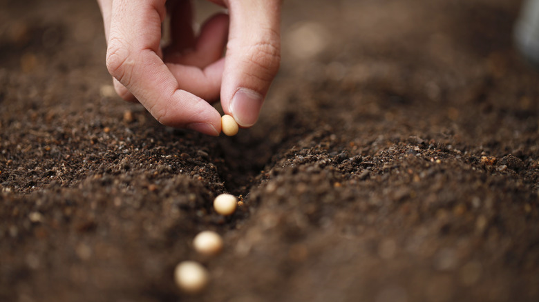 Hand planting seeds in soil in garden