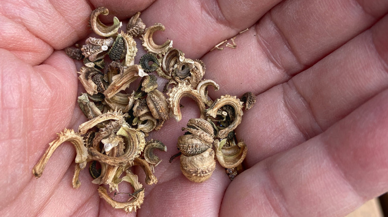 Hand holding dry calendula seeds