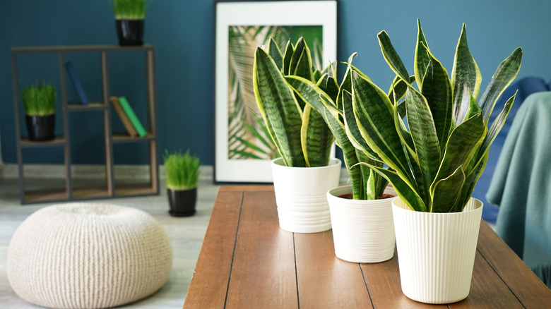 snake plants near window