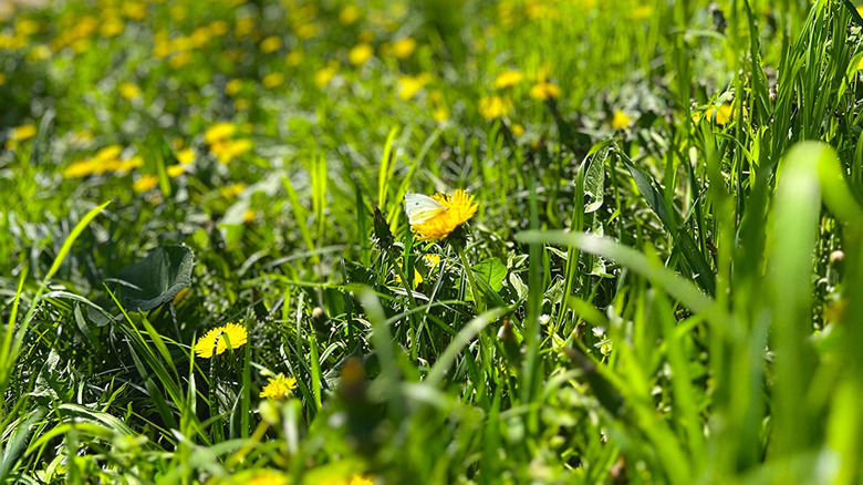 A small, white butterfly feeding on a dandelion in a patch of dandelions of healthy grass.