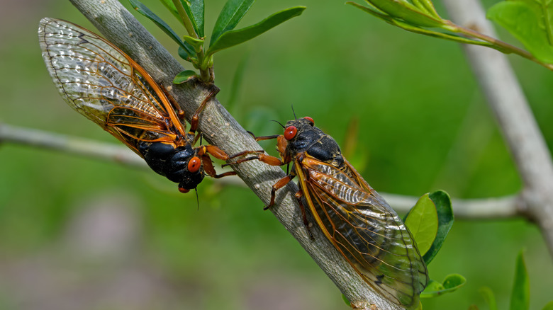 two cicadas in tree