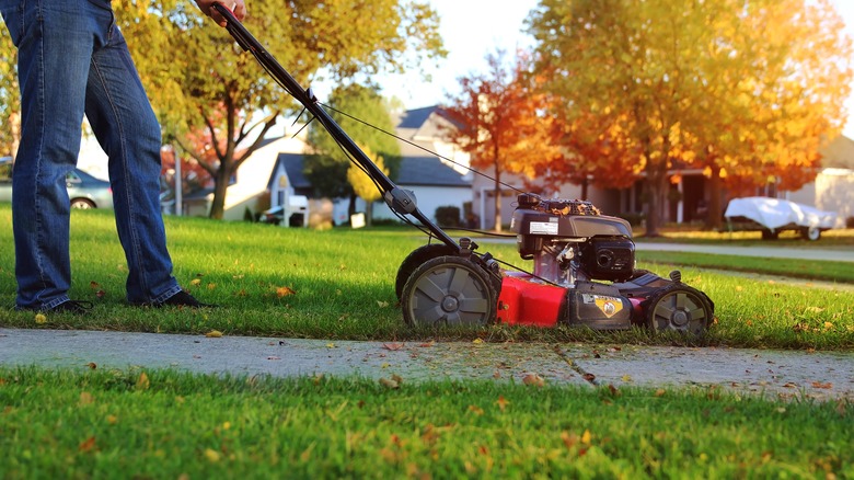 Man mowing grass with leaves in yard using a push mower