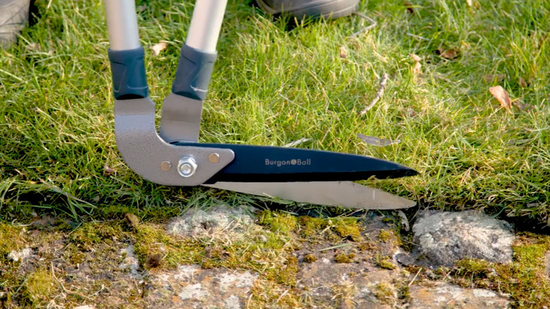 Edging the lawn using a long-handled edging shears