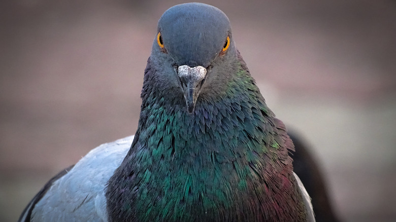 Close-up shot of a pigeon