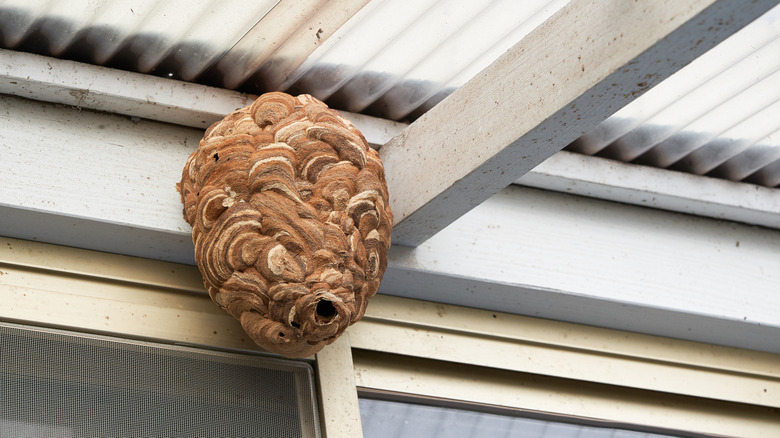 Wasp nest on a porch ceiling.
