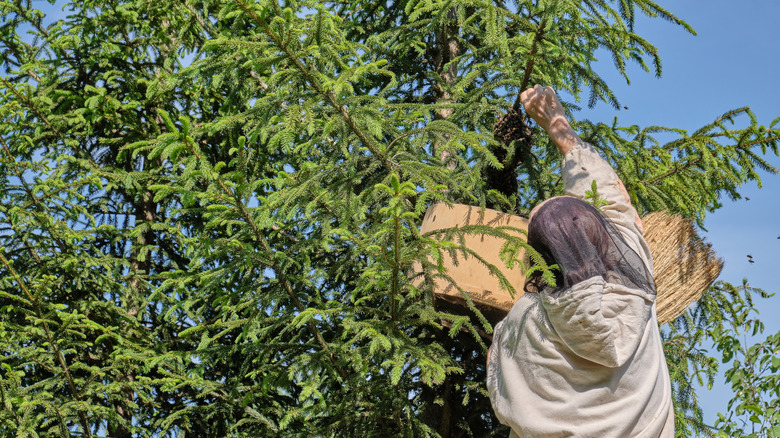 Professional removing a wasp nest.