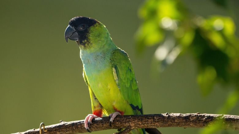 A Nanday Parakeet perched on a branch