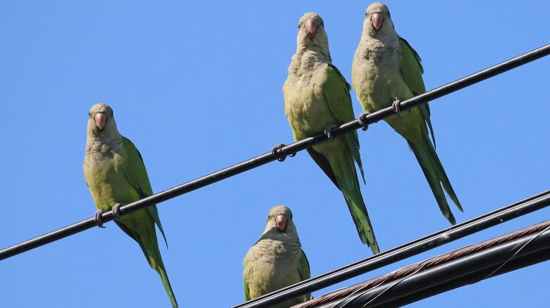 A group of four wild green parrots on cable line
