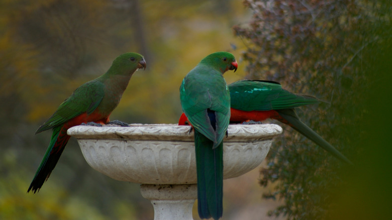 Three feral parrots drinking from stone bird bath