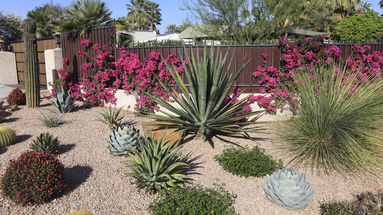A xeriscaped yard with various large plants