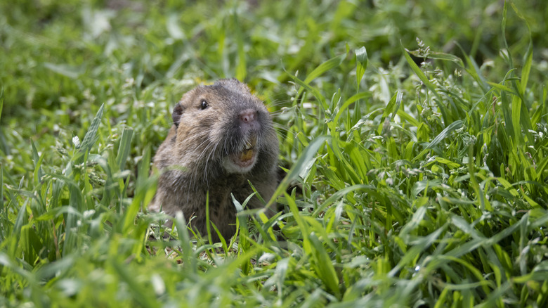 Gopher in grass