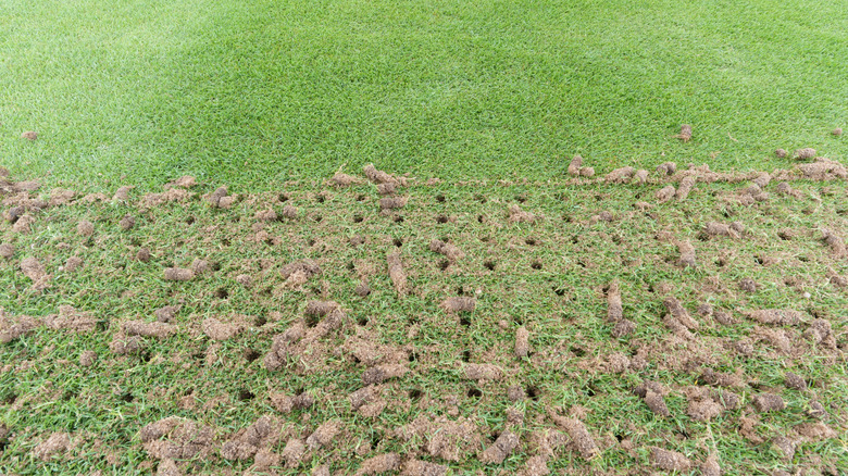 A recently aerated lawn with soil plugs and holes.