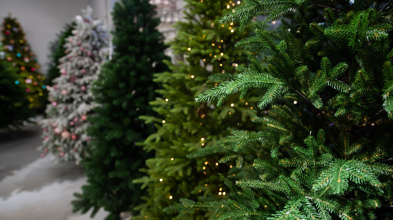 selection of various Christmas trees