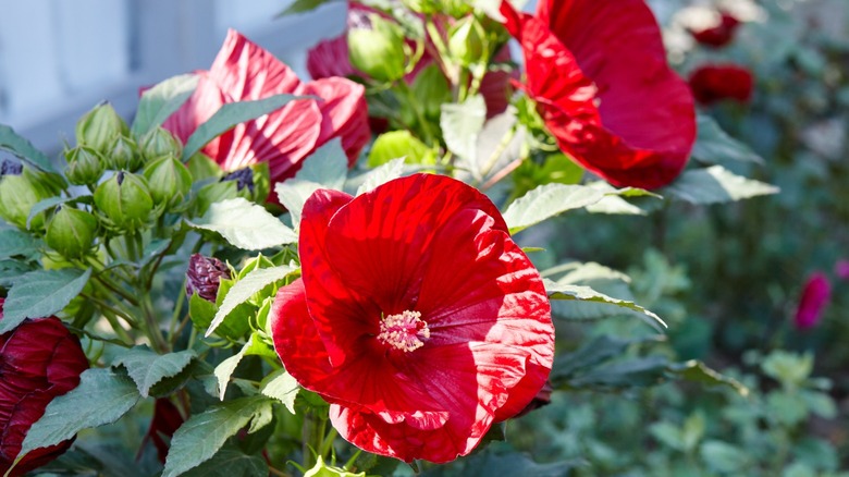 Tropical red hibiscus in bloom 