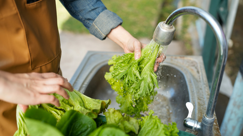 Person washing lettuce under an outdoor sink