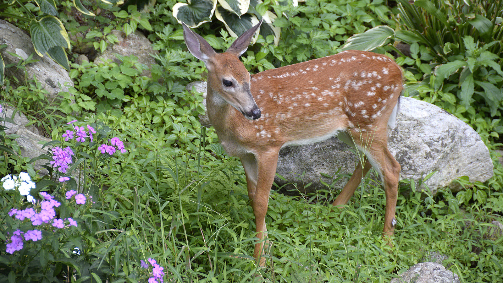 Do You Need To Worry About Deer Eating Your Dahlias?