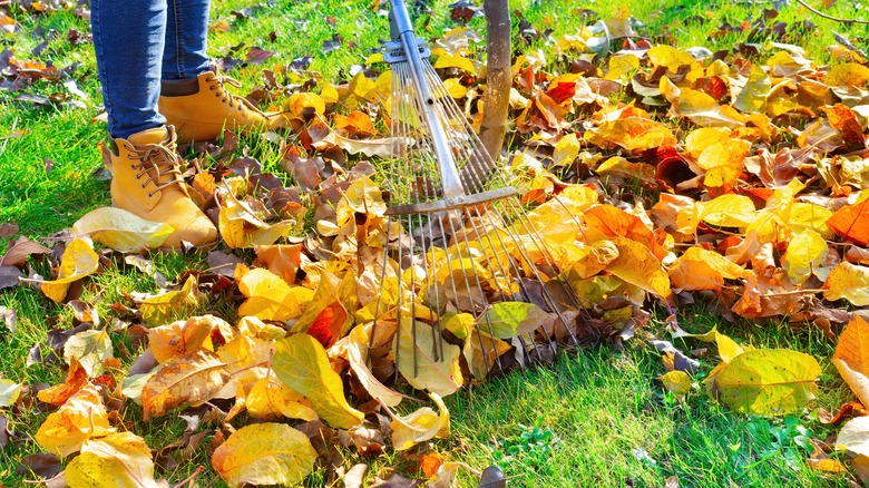 Raking leaves on lawn