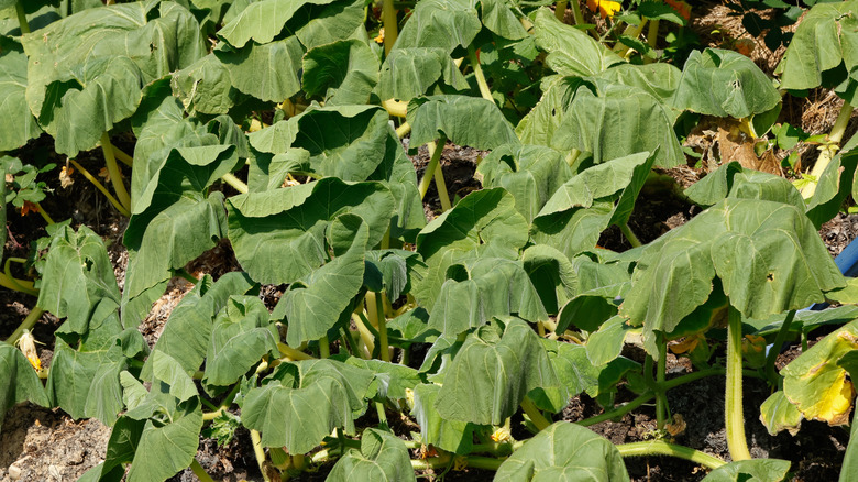 Wilted squash plant in the vegetable garden