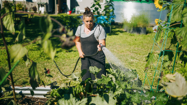A woman watering her garden patch