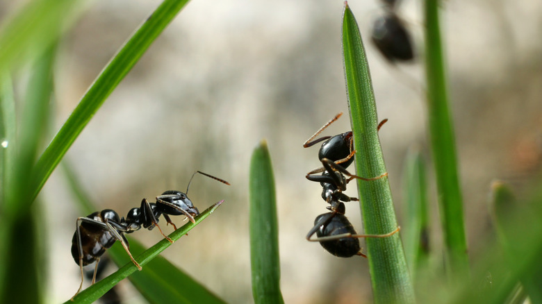 Ants on blades of grass