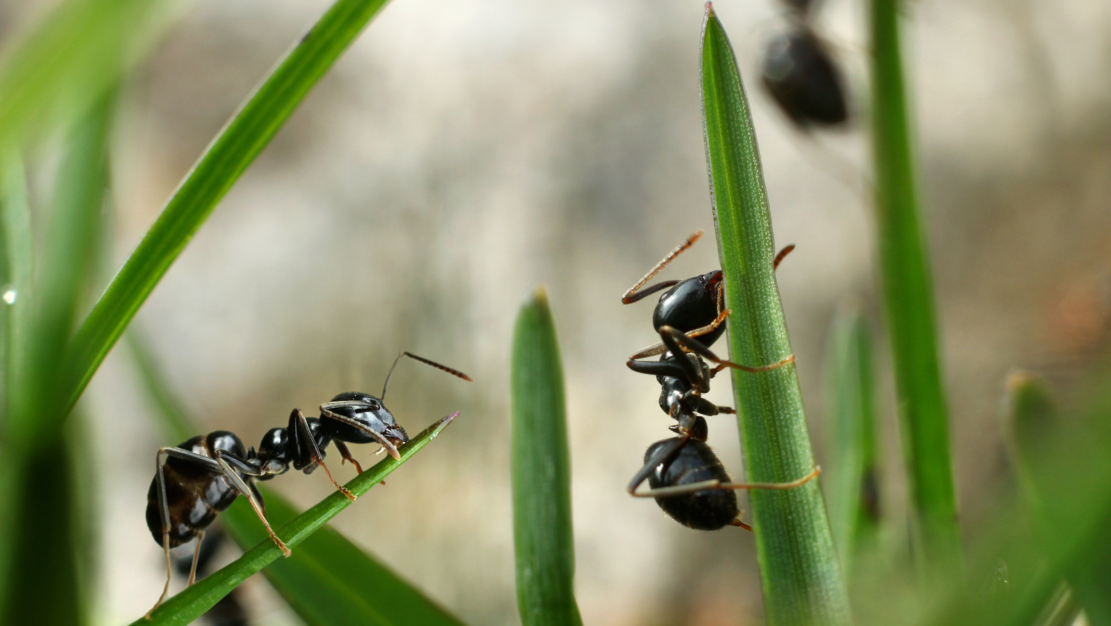 Does Artificial Sweetener Help Get Rid Of Ants In Your Lawn?