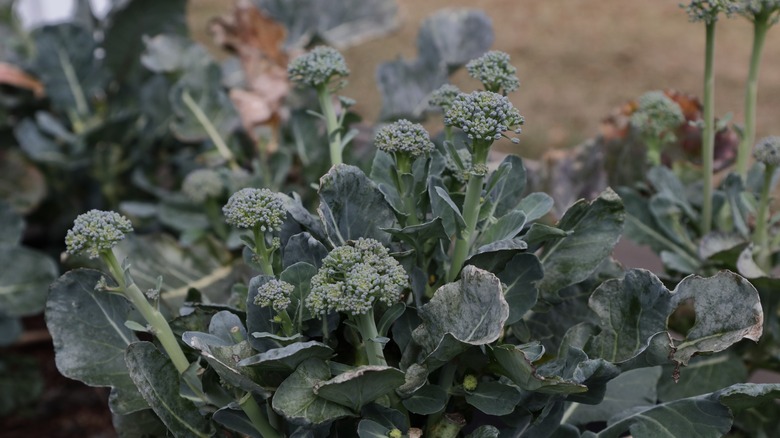 Broccoli side shoots