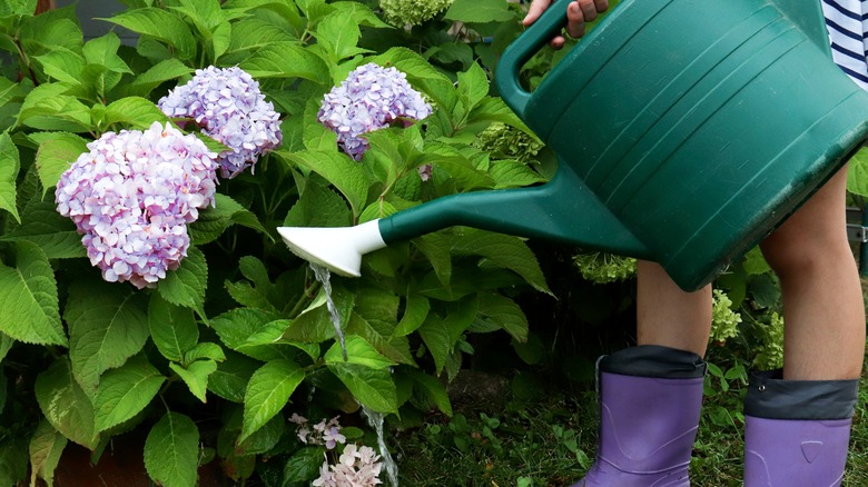 Person watering hydrangeas