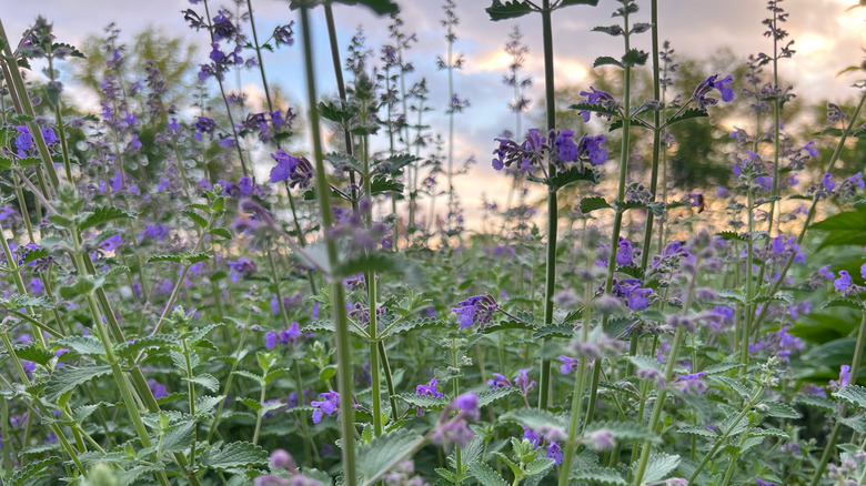 Closeup of catnip with blue flowers growing outdoors.