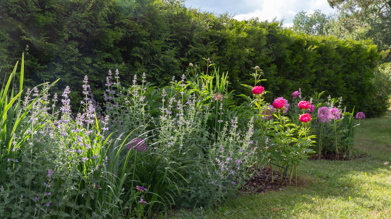 Tall catnip plants with blue flowers in front of a green hedge.