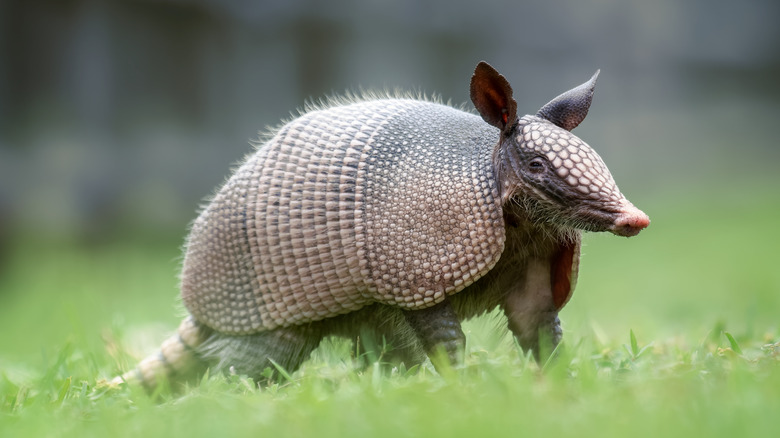 Armadillo